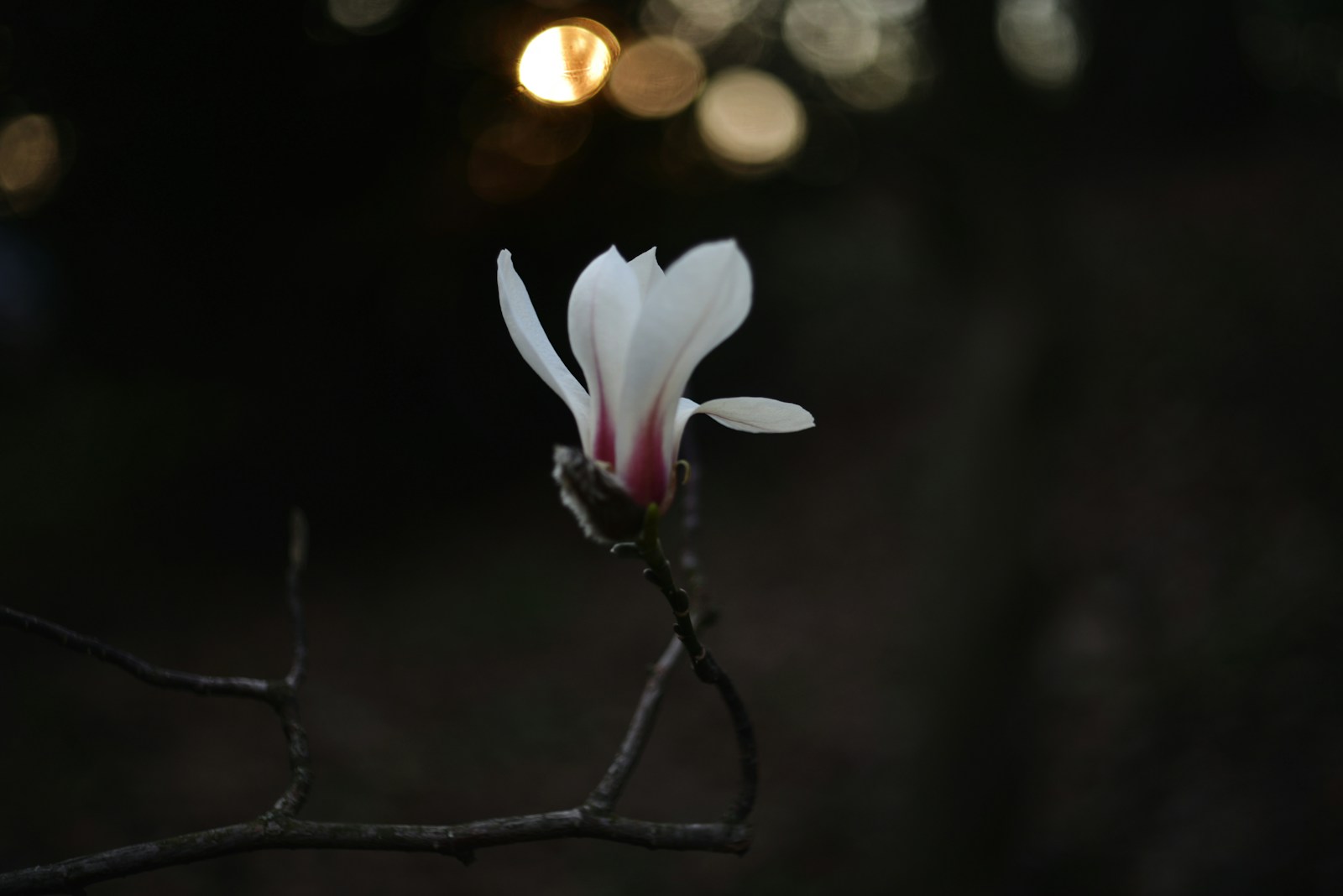 A delicate magnolia blossom in dim light.
